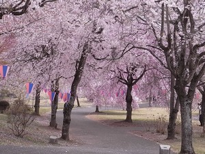 つがの里の桜たち