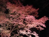長瀞紅葉ライトアップ09