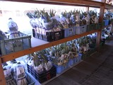 下仁田ネギを売ってるところ