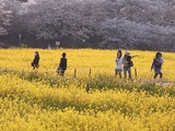 幸手権現堂堤の桜09