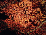 長瀞紅葉3