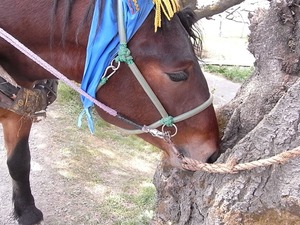 北上展勝地 桜の木を食べてる馬車の馬アップ