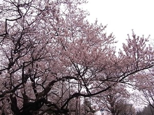満開の石割桜