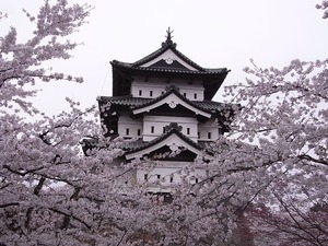 弘前城天守閣と満開の桜