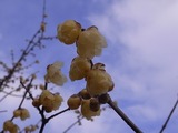 臘梅のアップ2