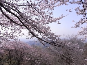 太平山謙信平から桜越しに遠景を望む2
