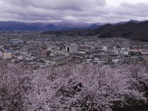 天童公園(舞鶴山)展望台からの眺めと満開の桜2