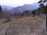 福寿草園の臘梅林2