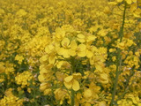 菜の花アップ