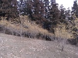 福寿草園の臘梅林3