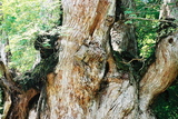 世界自然遺産屋久島の象徴縄文杉010