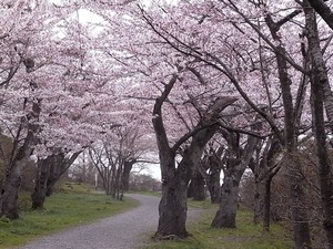 本荘公園満開の桜並木1