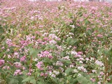 花が咲いているそば畑 アップ