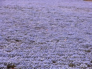 太田市北部運動公園 おおた芝桜まつり ネモフィラの花畑アップ2