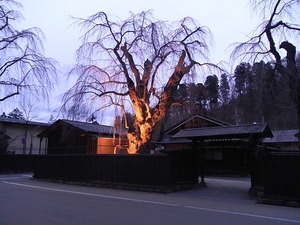 角館伝承館のしだれ桜ライトアップもまだ咲いていない状態を門の前から
