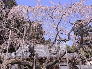 太平山 太山寺 枝垂桜アップ2