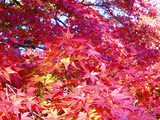 大芦渓谷の紅葉07