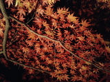 長瀞紅葉4