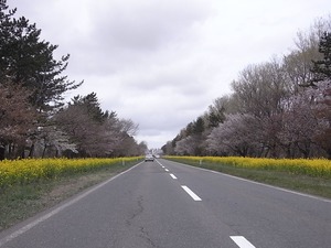 八郎潟11kmの菜の花と桜並木 スタート地点