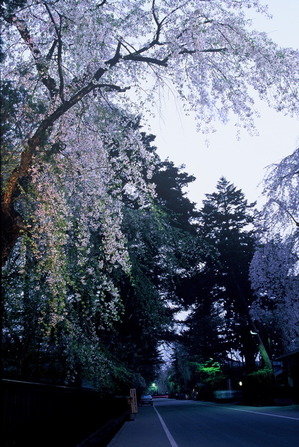角館武家屋敷の通りに枝垂れる夜の東北三大桜のしだれ桜ライトアップ