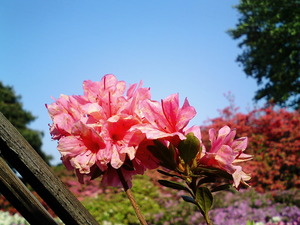 ���ϸ�Ω�ĤĤ��������� �ܰ��ղ֤�餫�������ȿ��������ΤĤĤ��Υ��å�