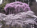 福聚寺の桜3