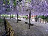 玉敷公園藤の花18