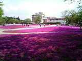 館林フラワーガーデン芝桜19