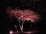 長瀞紅葉ライトアップ14