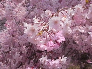 つがの里枝垂れ桜の満開の花アップ