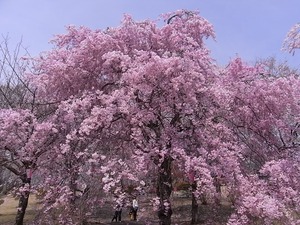 つがの里の枝垂れ桜1本