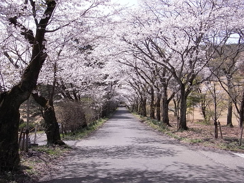 太平山遊覧道路 桜のトンネル