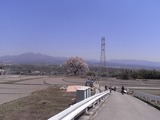 王仁塚の桜入口