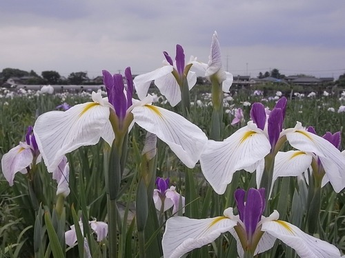 菖蒲城趾あやめ園