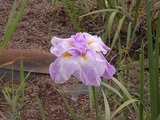 ピンクの花菖蒲2