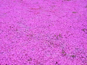 太田市北部運動公園 おおた芝桜まつり 密集したピンクの芝桜