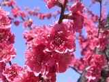 古河桃まつり11