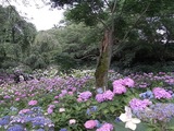 あじさい寺27