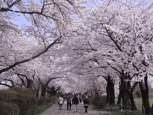 北上展勝地 満開の桜のトンネル3