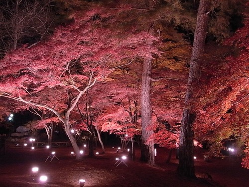 長瀞紅葉ライトアップ