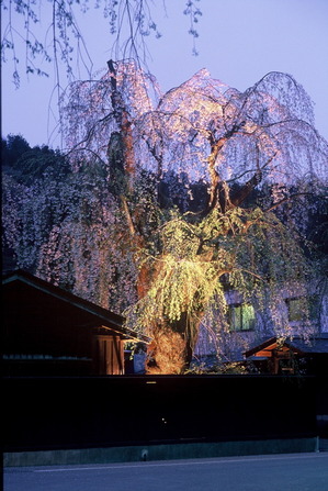 ライトに照らされ幽玄な姿を見せる東北三大桜角館武家屋敷のしだれ桜ライトアップ