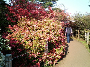 ���ϸ�Ω�ĤĤ��������� �֤ȥԥ󥯿��β֤�餫���������ΤĤĤ�