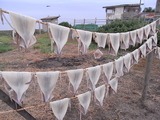 干されたイカ