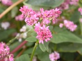 赤色が強いそばの花2