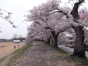 金崎のさくらまつり思川土手を歩き始める