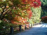 大芦渓谷の紅葉05
