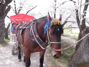 北上展勝地 満開の桜並木を歩く馬車