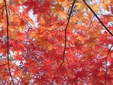 紅葉1