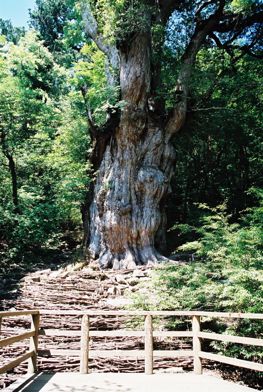 筋肉質な姿で力強さをアピールする70歳 屋久島縄文杉 グルメなバイクツーリング