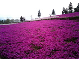 羊山公園の芝桜9